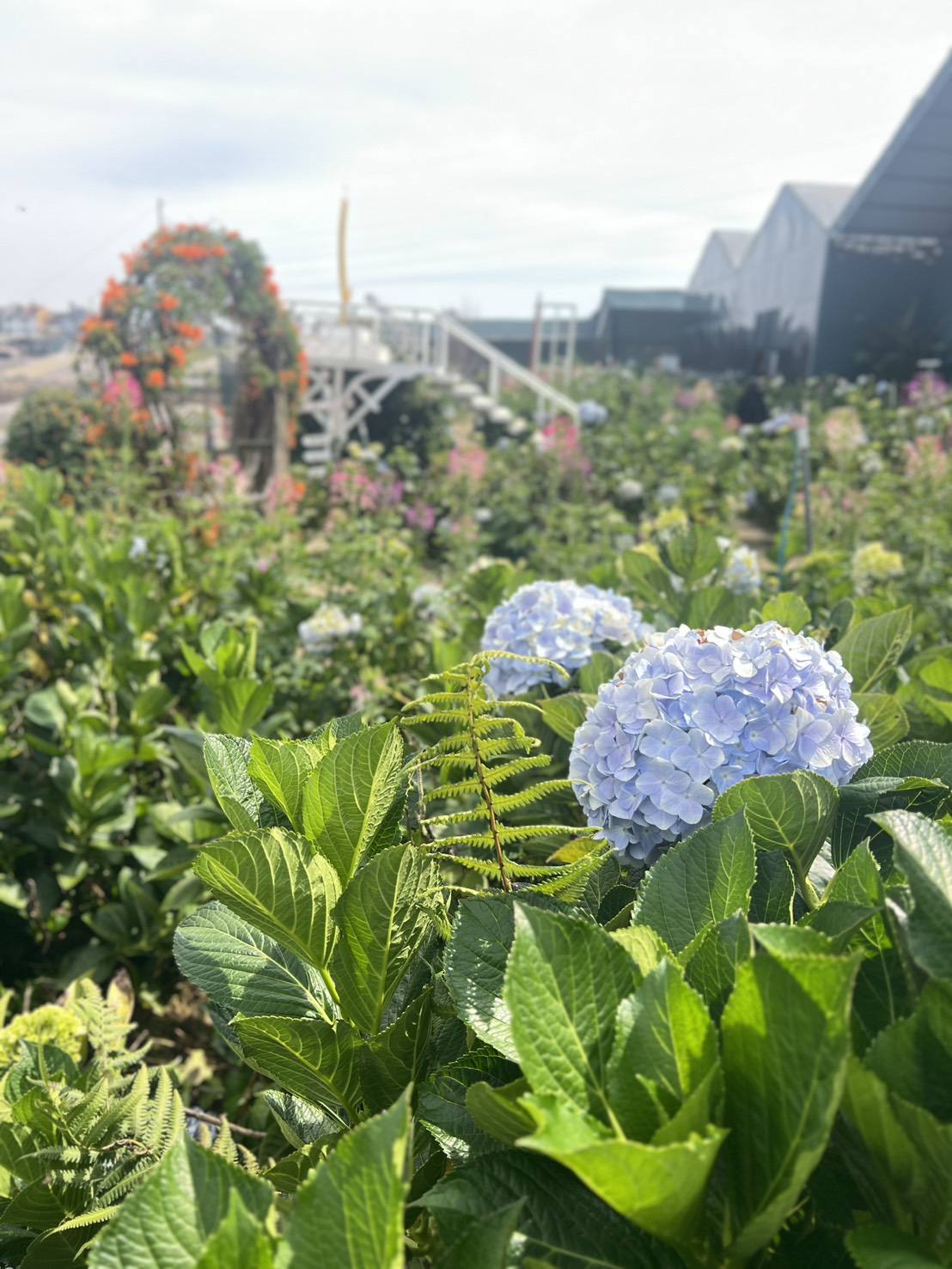 ทุ่งดอกไฮเดรนเยียในดาลัด ประเทศเวียดนาม